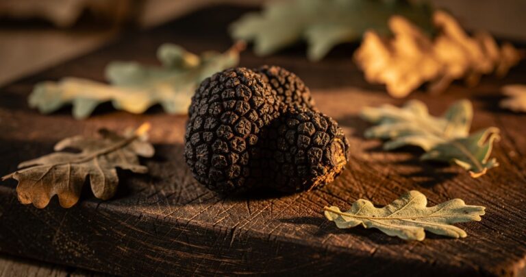 Truffe noire fraîche du Luberon posée sur une planche en bois avec des feuilles de chêne